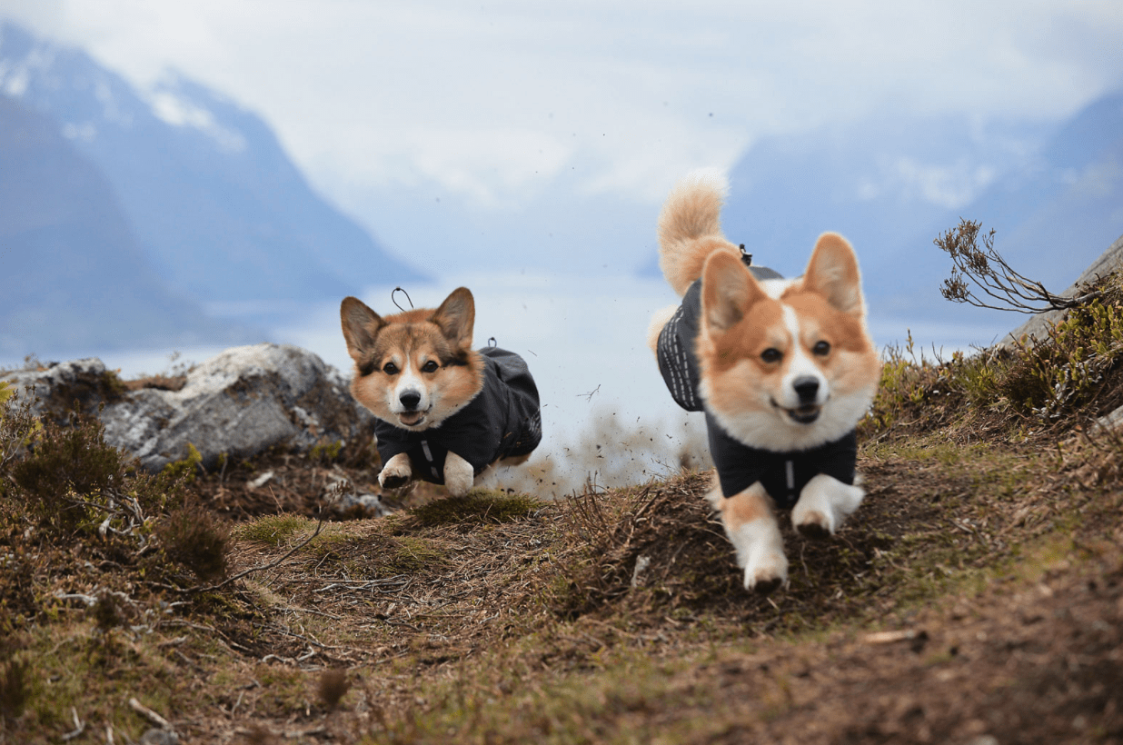 Fjord Raincoat (Non - Stop Dogwear) - SnowPaw Store - Non - Stop Dogwear - Dog Coats